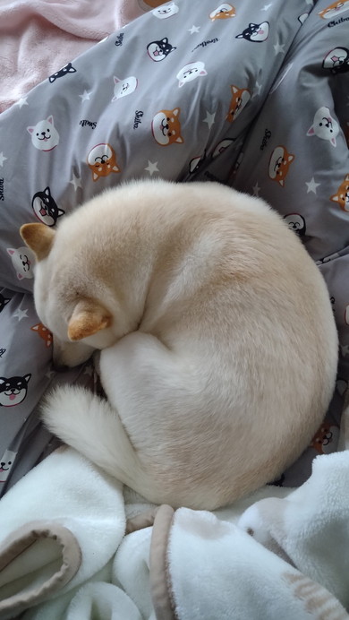 豆柴だと思われた子犬の成長記録