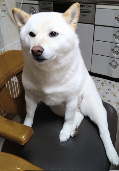 豆柴だと思われた子犬の成長記録