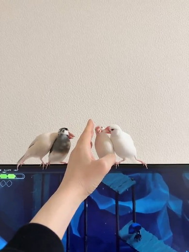 怒る文鳥