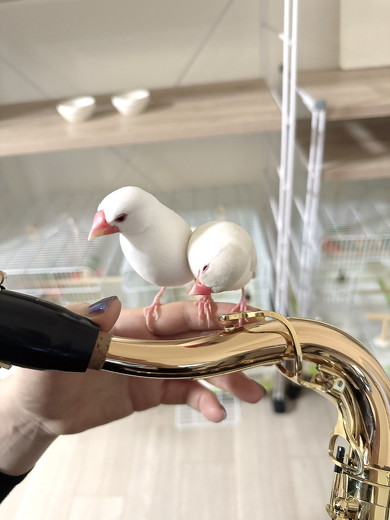サックスに乗る文鳥