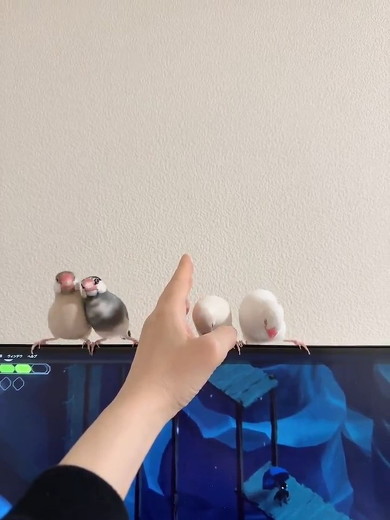 手前を見る文鳥