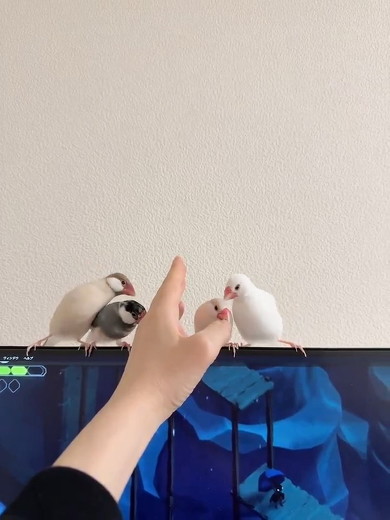 攻撃する文鳥