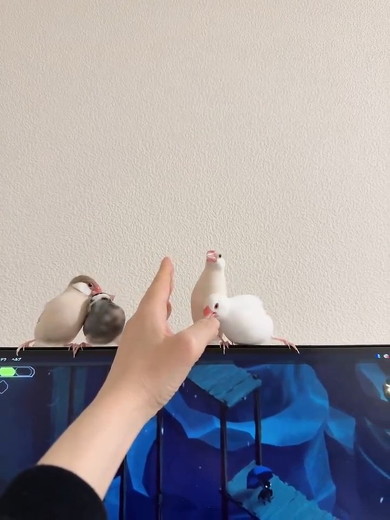 攻撃する文鳥