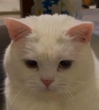 お姉ちゃん猫に叱られてしょんぼりする猫