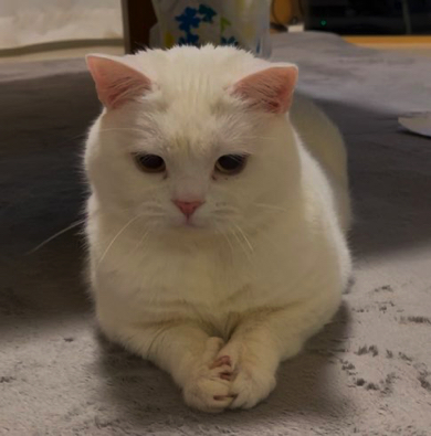 何かを企んでいる猫