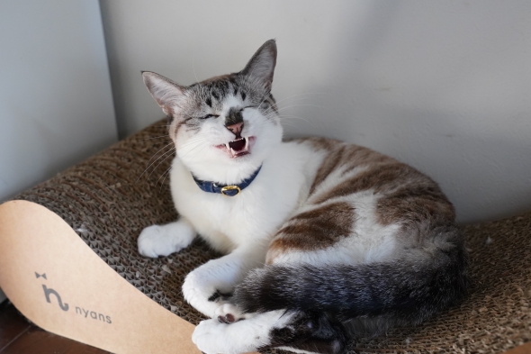 しょんぼり困り顔のミント