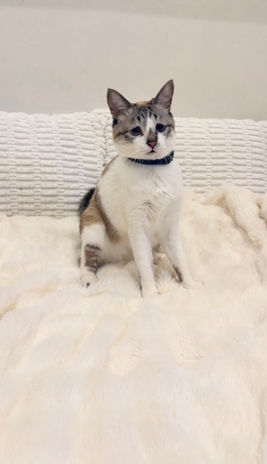 しょんぼり困り顔のミント