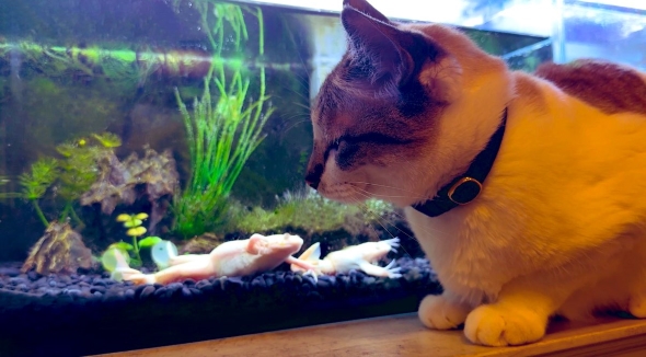 しょんぼり困り顔のミント