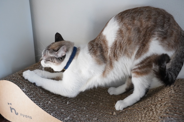 しょんぼり困り顔のミント