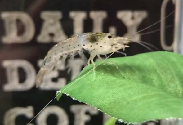 脱皮直前のエビ