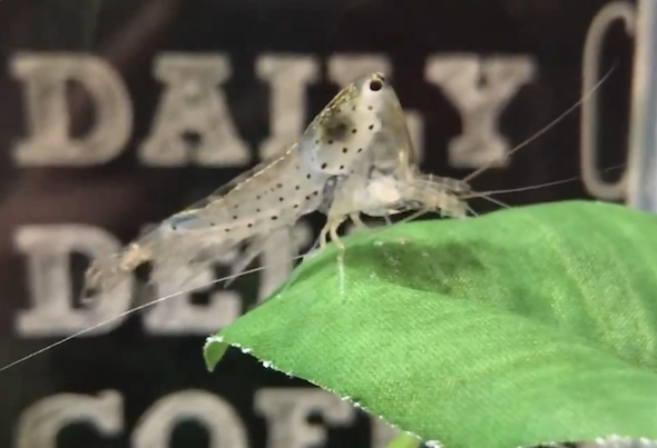 殻から頭が出る