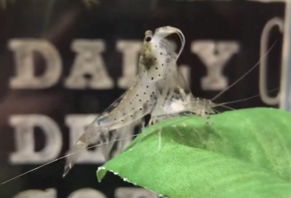 触覚を引く抜く