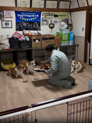 パパさんの手元を目で追うコーギーたち