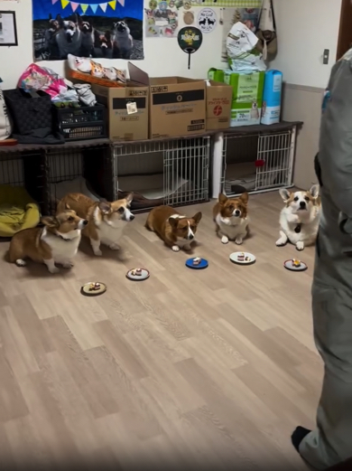 号令を待つコーギーたち