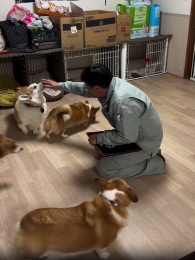 お利口なコーギー一家なのでした