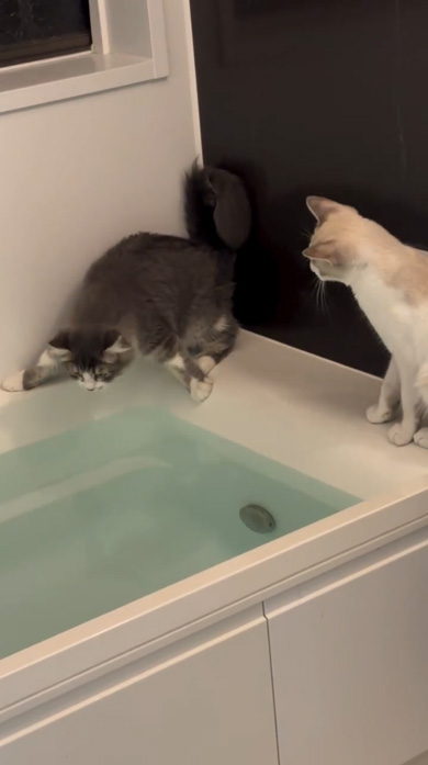 猫 お風呂 落ちる ドリフ 動画