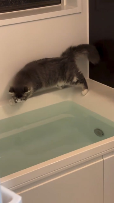 猫 お風呂 落ちる ドリフ 動画