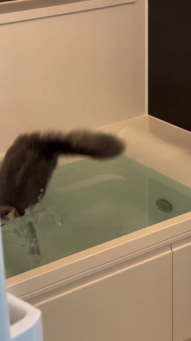 猫 お風呂 落ちる ドリフ 動画