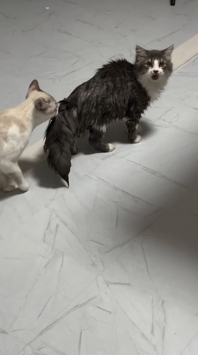 猫 お風呂 落ちる ドリフ 動画