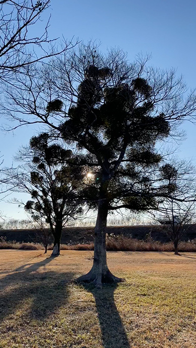 ヤドリギがたくさんついた落葉樹