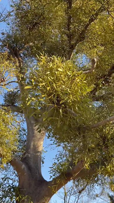 ヤドリギがたくさんついた落葉樹