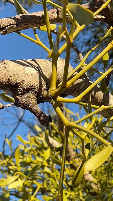 ヤドリギがたくさんついた落葉樹