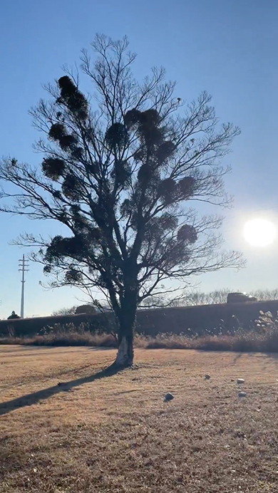 ヤドリギがたくさんついた落葉樹
