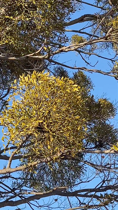 ヤドリギがたくさんついた落葉樹