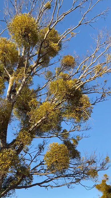 ヤドリギがたくさんついた落葉樹