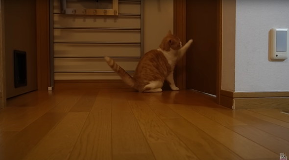 猫ちゃんのためにキャットドアをつける