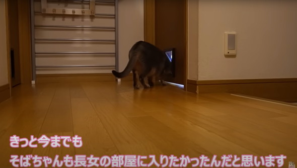 猫ちゃんのためにキャットドアをつける