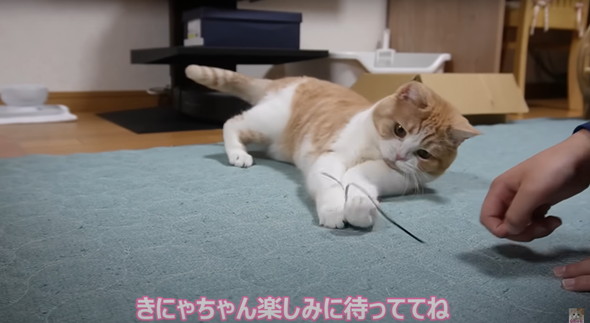 猫ちゃんのためにキャットドアをつける
