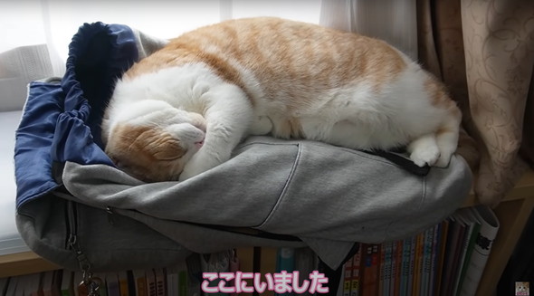 猫ちゃんのためにキャットドアをつける
