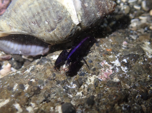 ボンドルドに似たムラサキヤドリエビ