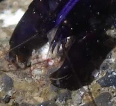 ムラサキヤドリエビ