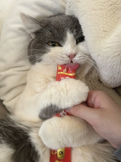 岩タイプのぶりもっちちゃん