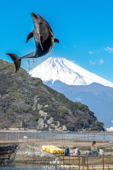 イルカと富士山奇跡の写真