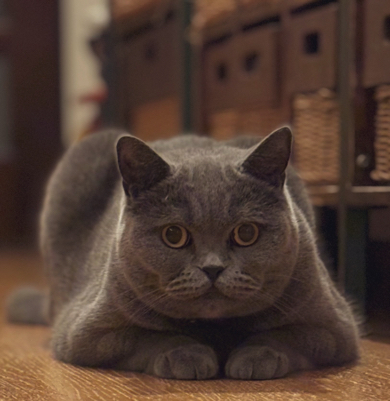 川瀬七緒さんと一緒に暮らす猫ちゃん