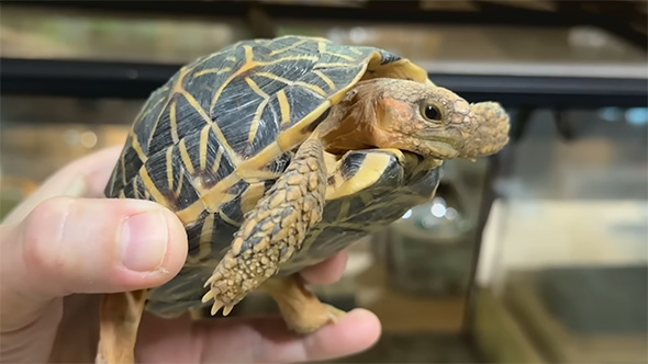 頬がオレンジのインドホシガメ