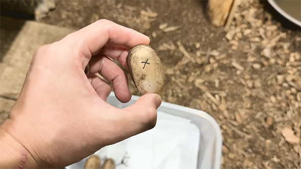 インドホシガメの卵