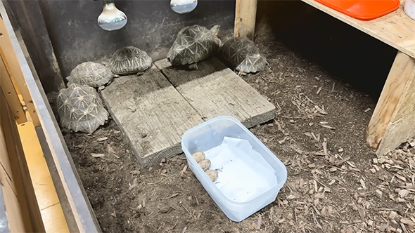 5匹のインドホシガメ