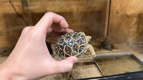 顔が出たインドホシガメの子ガメを手に持つ