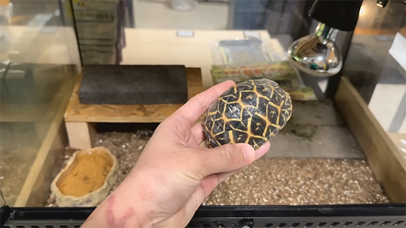 インドホシガメを手に持つ、後ろにはライト