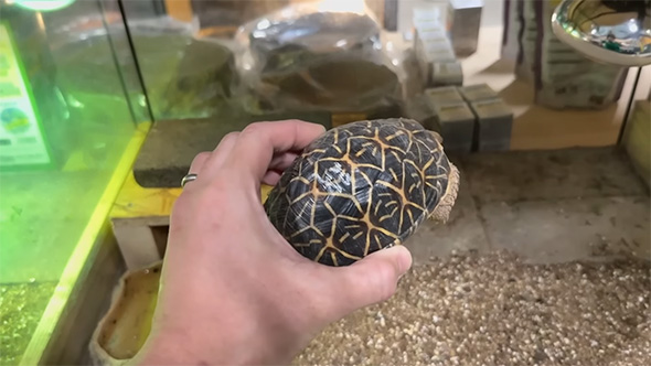 少し足が出たインドホシガメを手に持つ