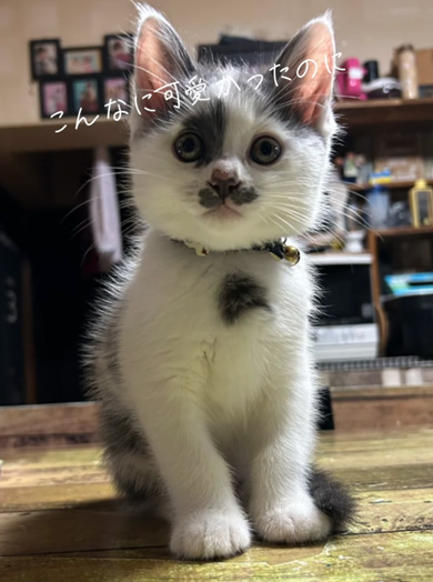 子猫の成長ビフォーアフタージャッジ君似