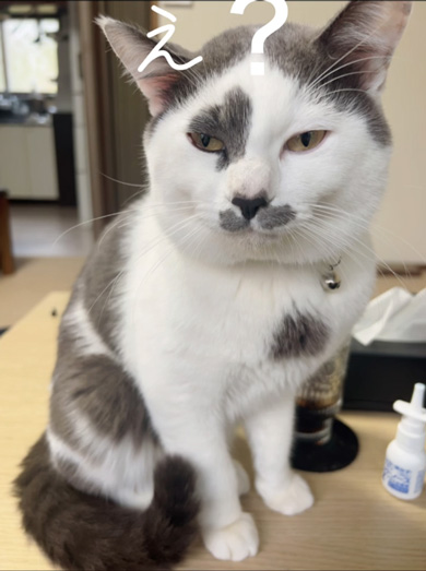 子猫の成長ビフォーアフタージャッジ君似