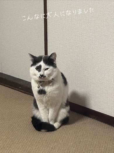 子猫の成長ビフォーアフタージャッジ君似