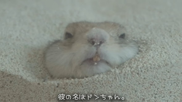 砂風呂に入るリスさん