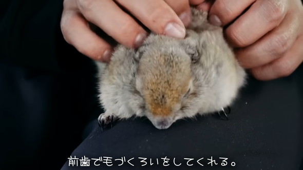 マッサージされるリスさん