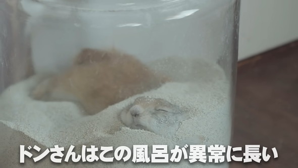 砂風呂に入るリスさん